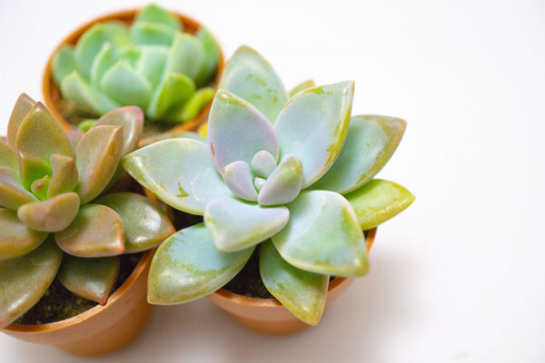 ペットが飼えなくても癒される！マンションで可愛い多肉植物を育てましょう